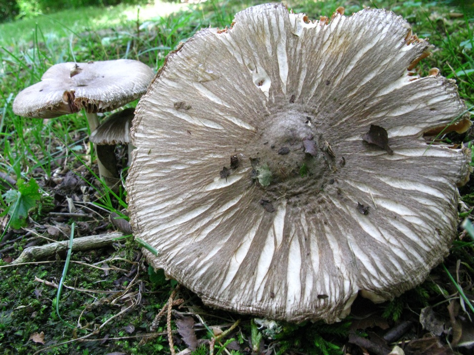 Volvariella taylori image