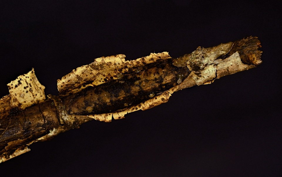 Dacrymyces minor image