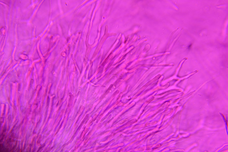 Dacrymyces minor image