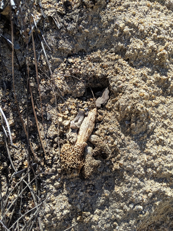 Morchella septimelata image