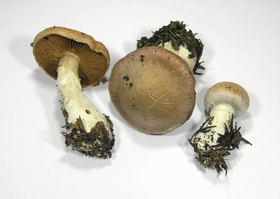 Cortinarius bivelus image