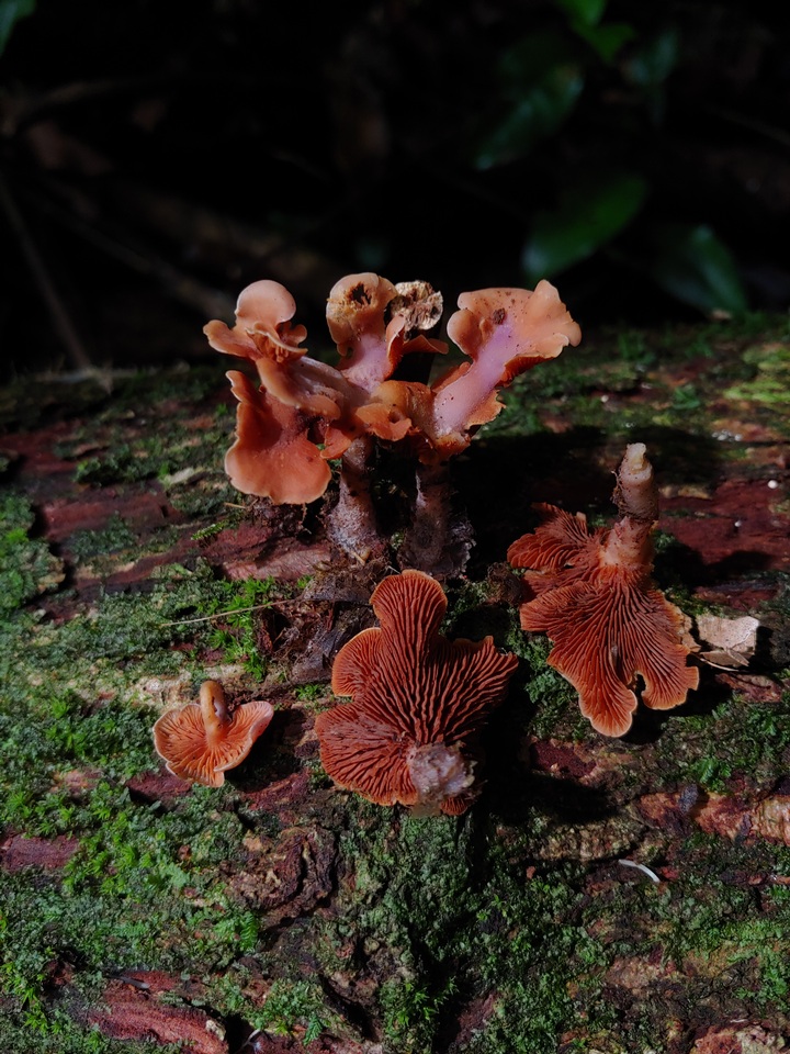 Pyrrhoglossum lilaceipes image