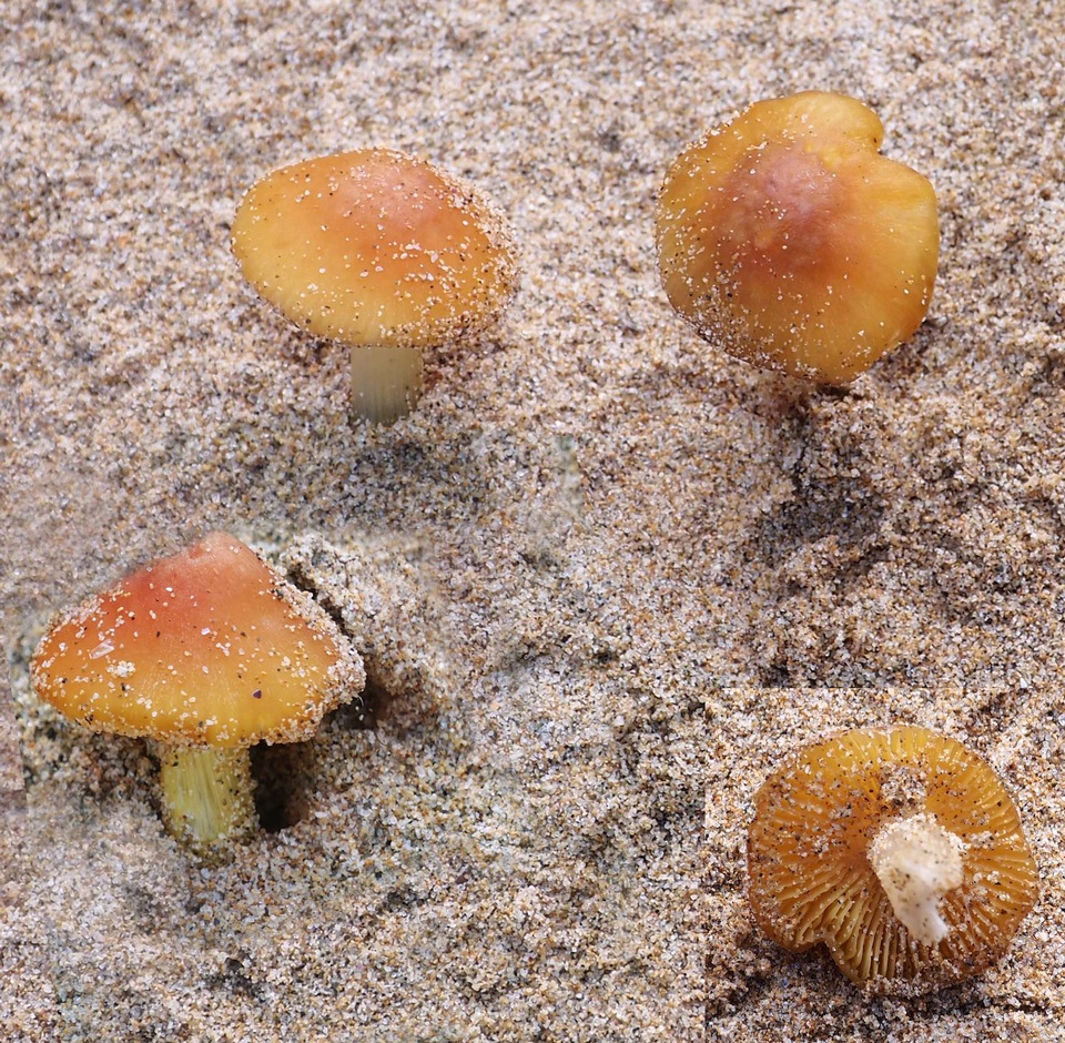 Hygrocybe persistens image