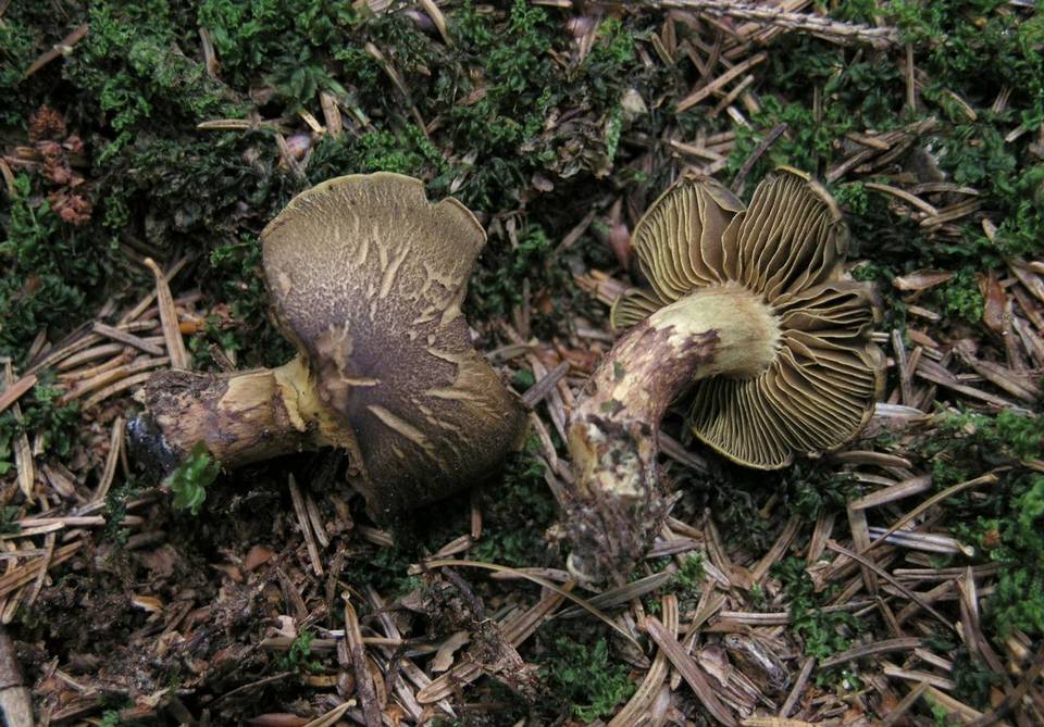 Cortinarius melanotus image
