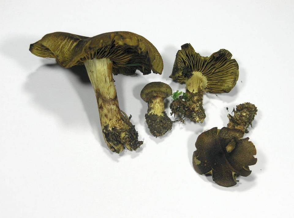 Cortinarius melanotus image