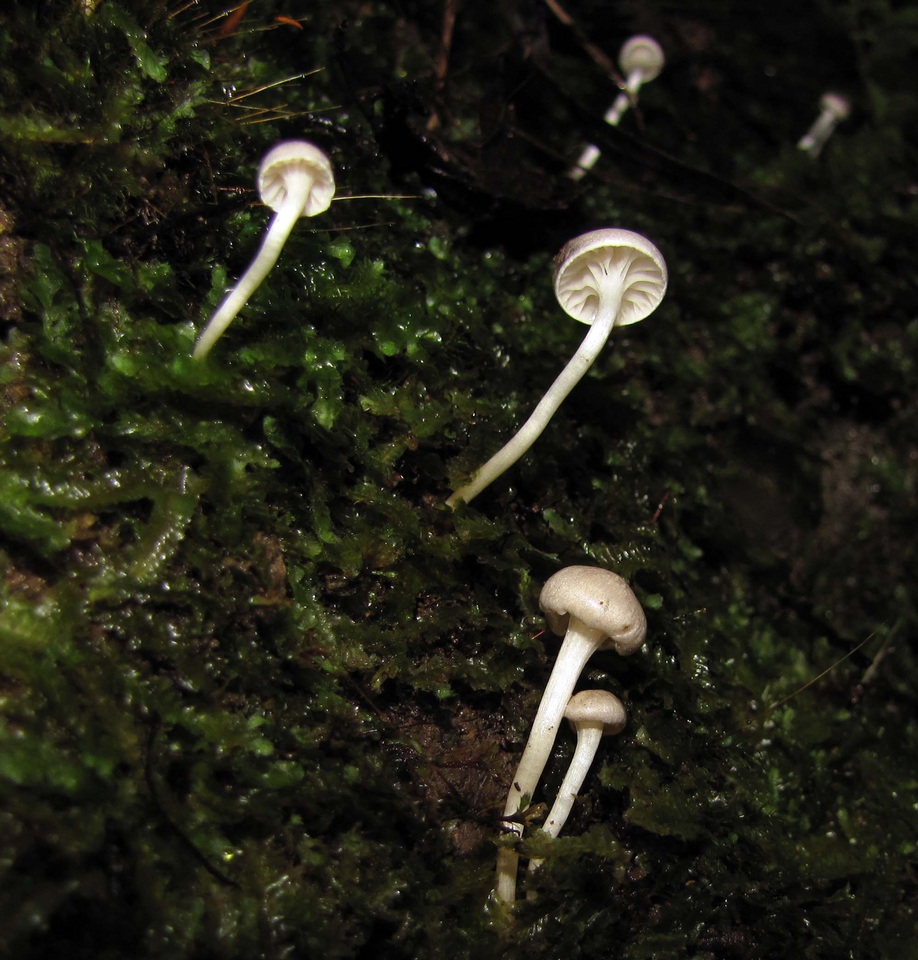 Camarophyllopsis kearneyi image