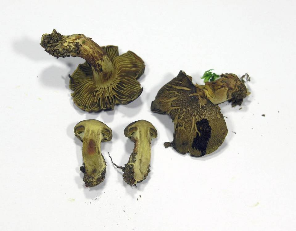 Cortinarius melanotus image