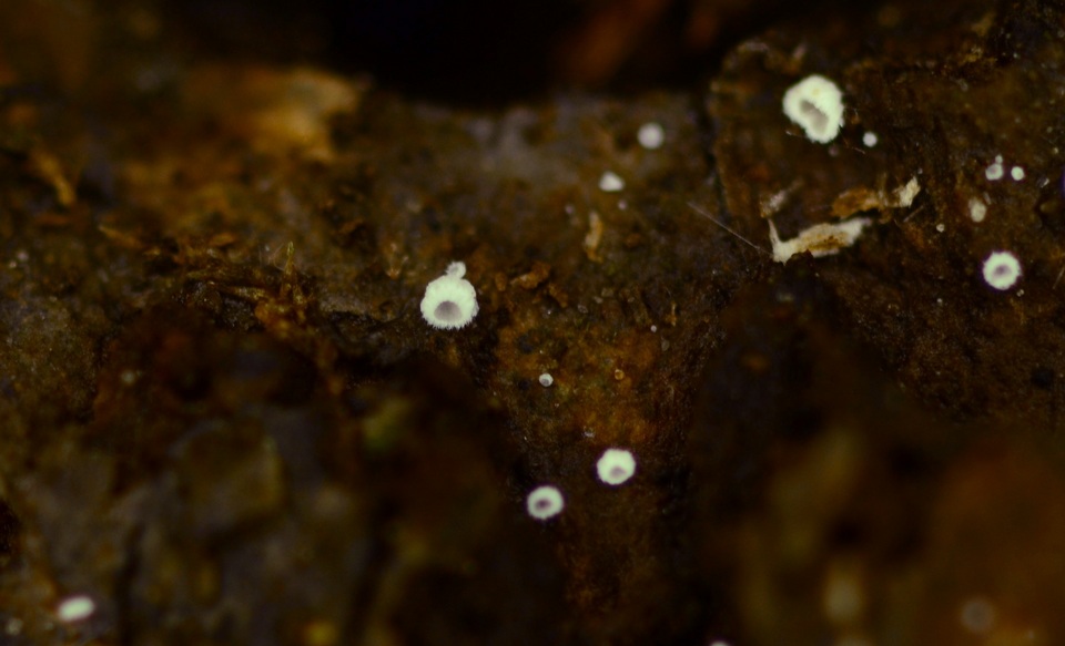 Flagelloscypha minutissima image