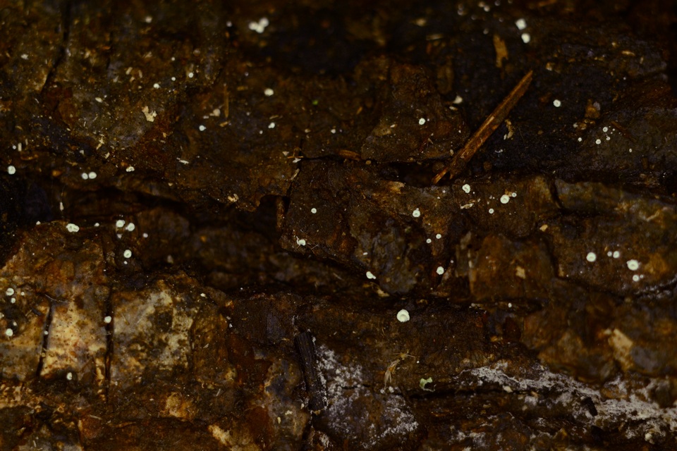 Flagelloscypha minutissima image