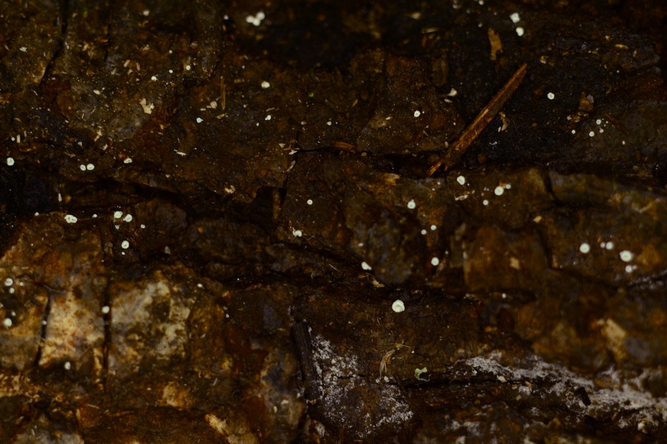 Flagelloscypha minutissima image