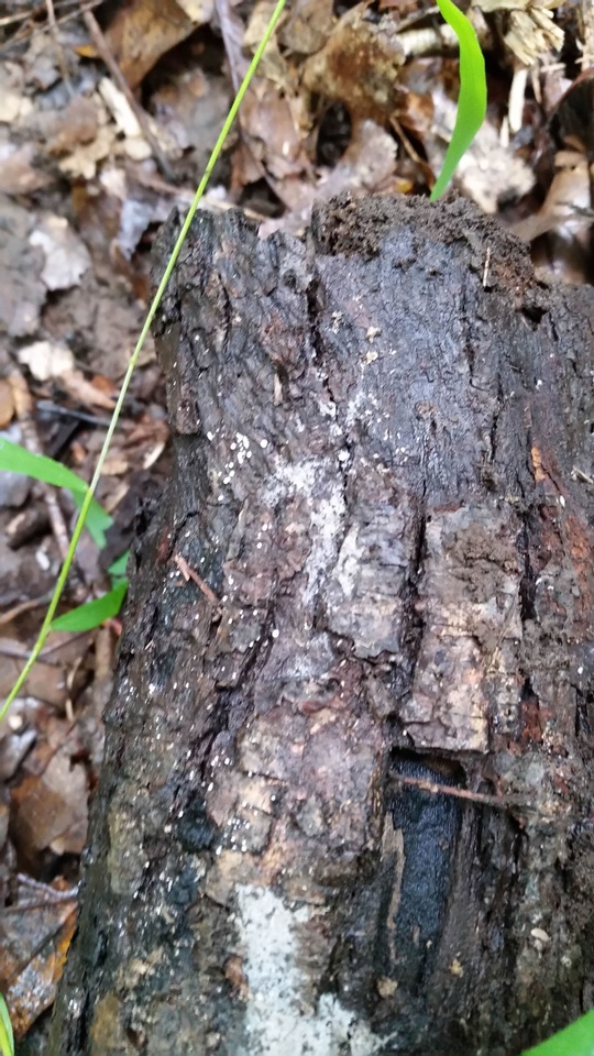 Flagelloscypha minutissima image