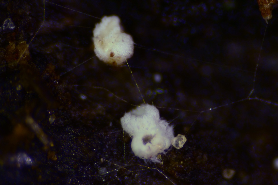 Flagelloscypha minutissima image