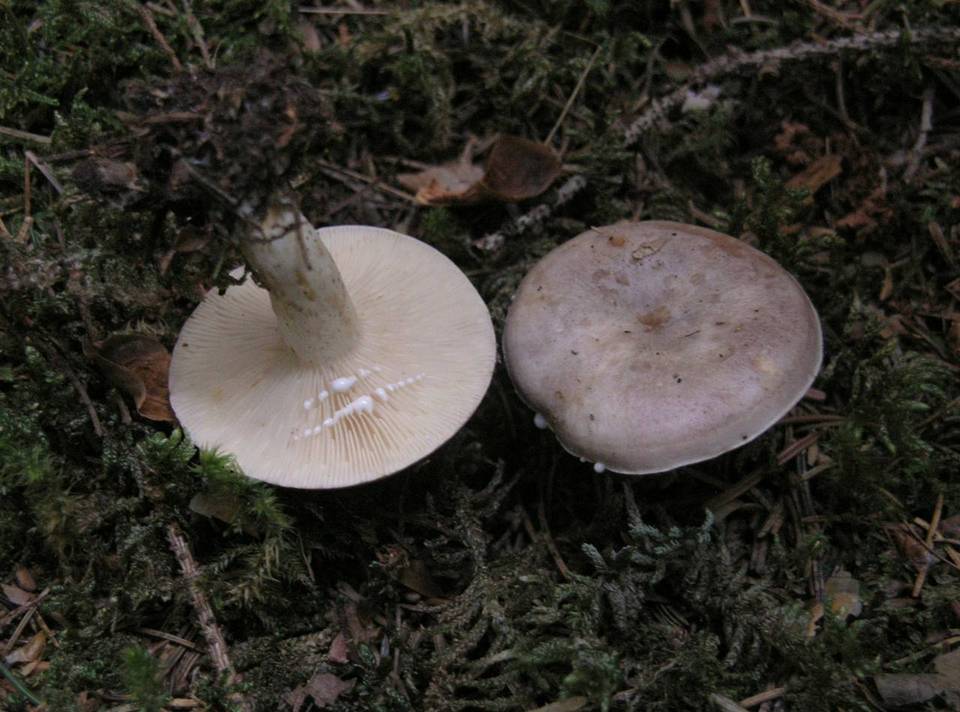 Lactarius luridus image