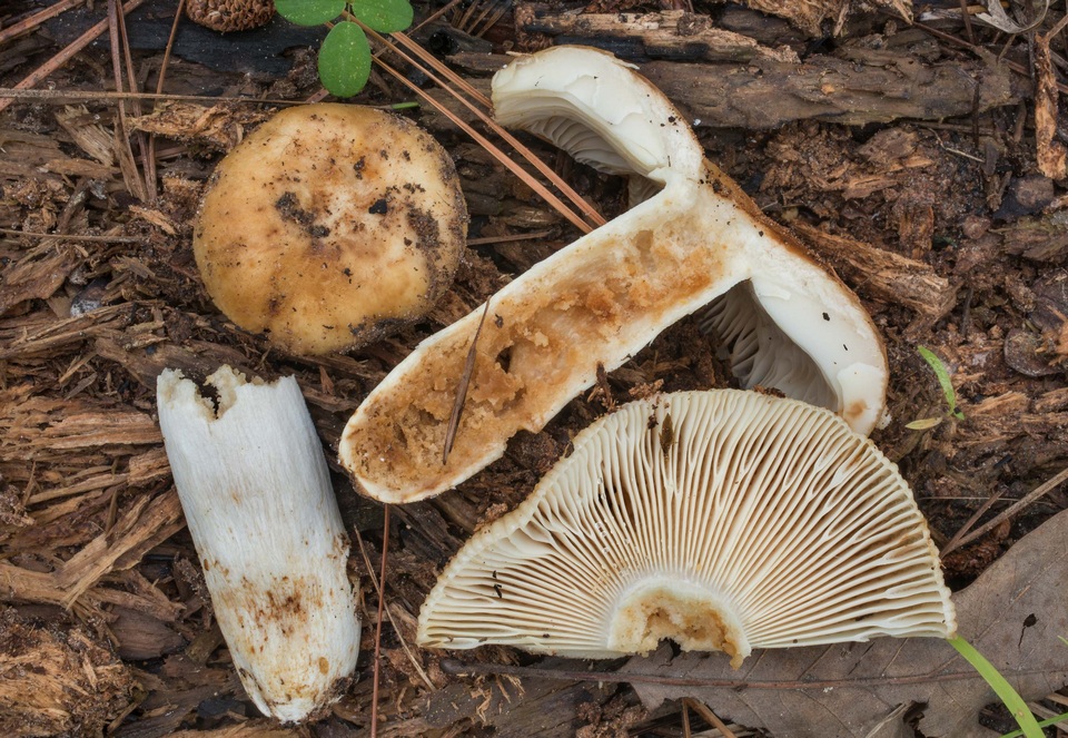 Russula foetida image