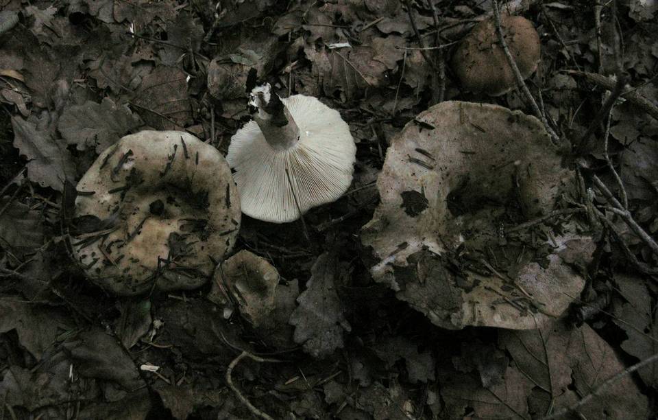 Russula acrifolia image