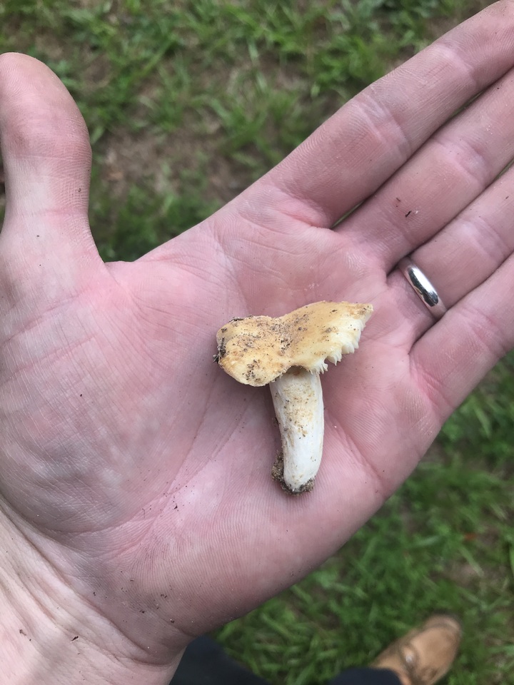 Russula farinipes image