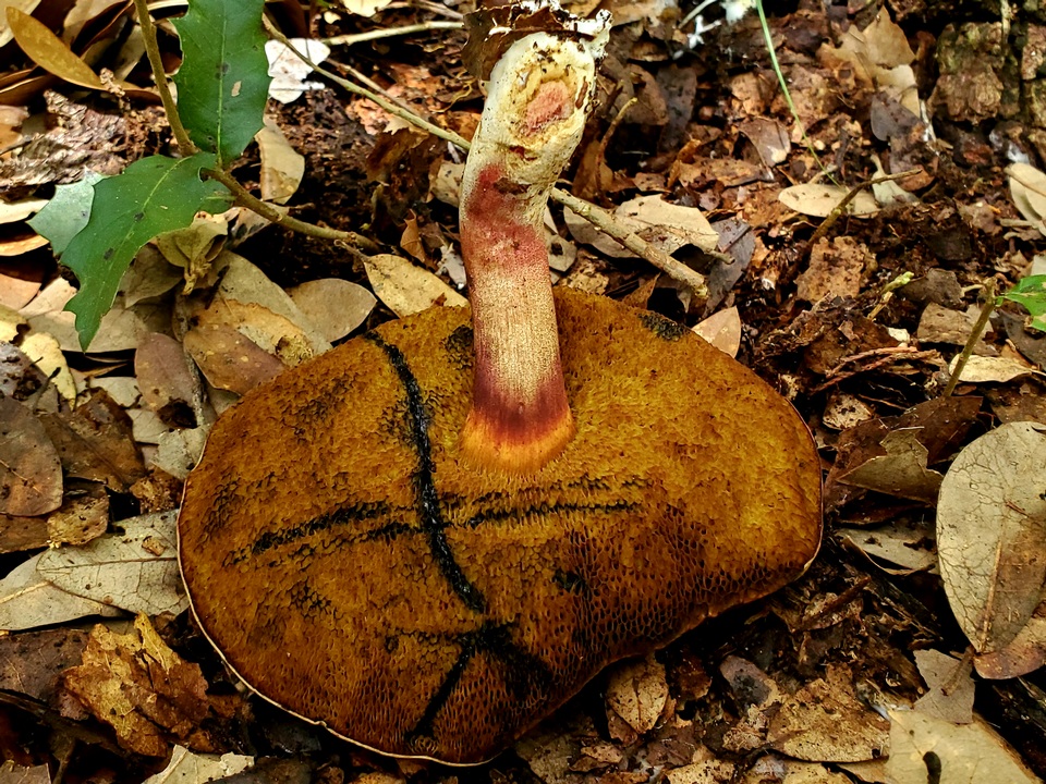 Boletellus pseudochrysenteroides image