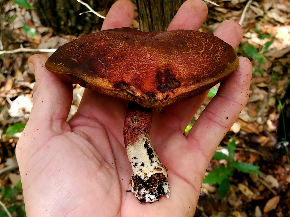 Boletellus pseudochrysenteroides image