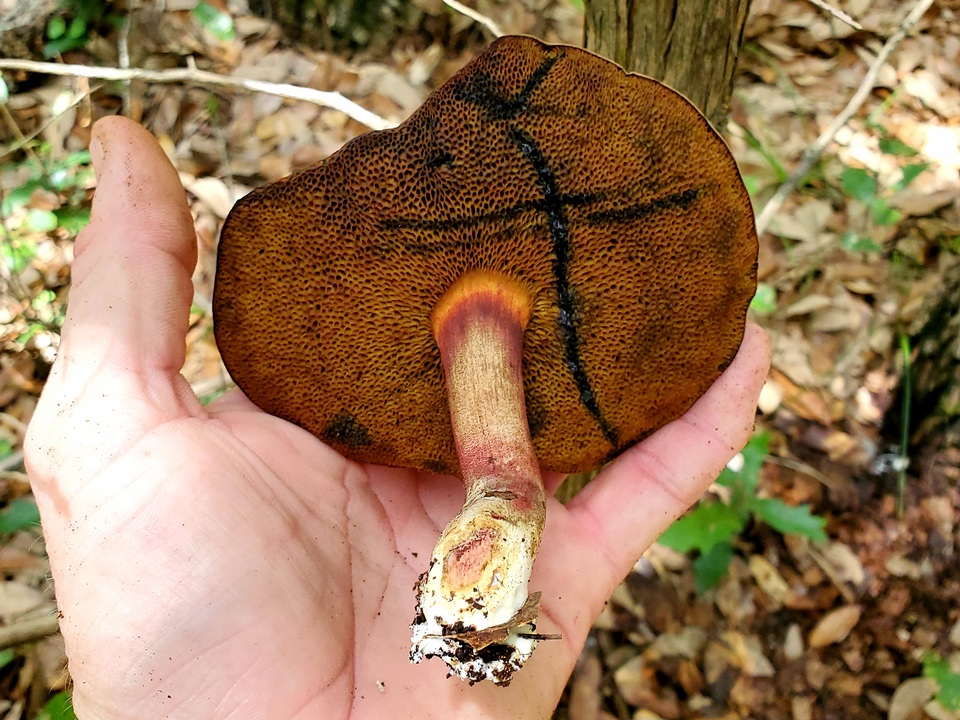 Boletellus pseudochrysenteroides image