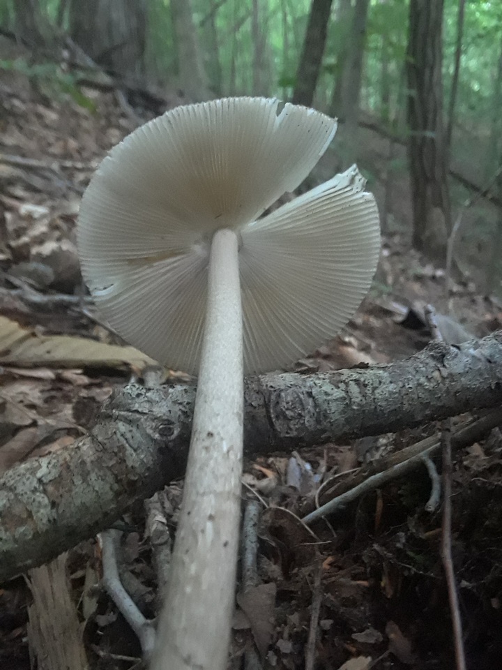 Amanita magna image