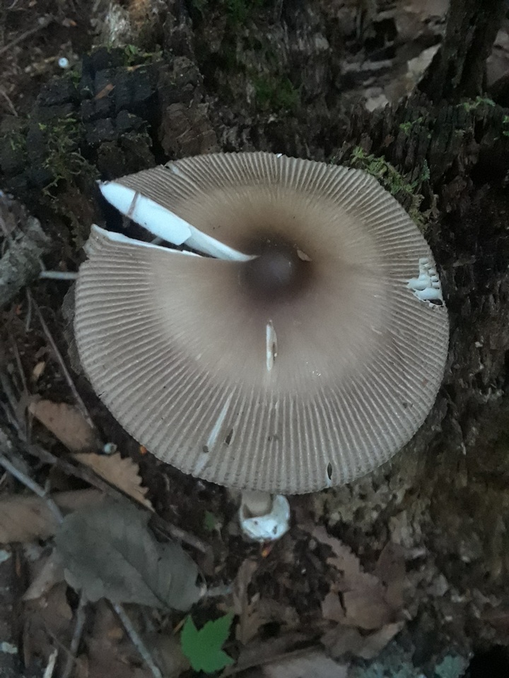 Amanita magna image