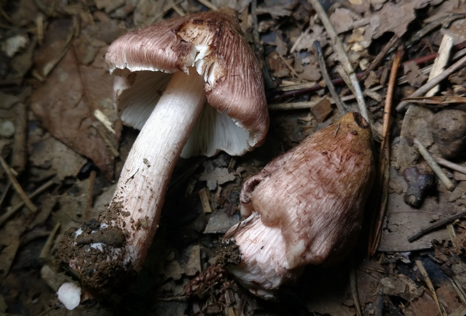 Inocybe adaequata image