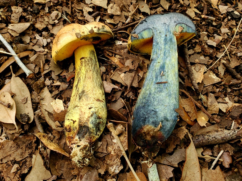 Boletus fairchildianus image