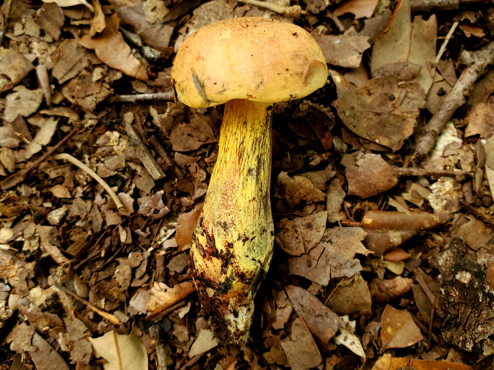 Boletus fairchildianus image
