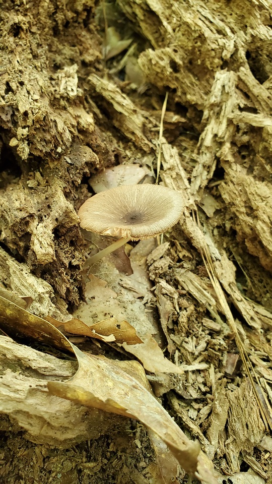 Pluteus cyanopus image