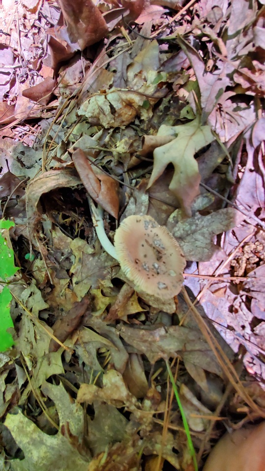 Pluteus cyanopus image