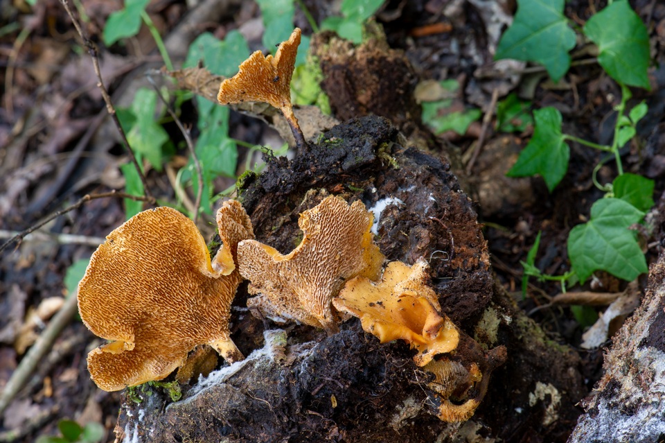 Polyporus guianensis image