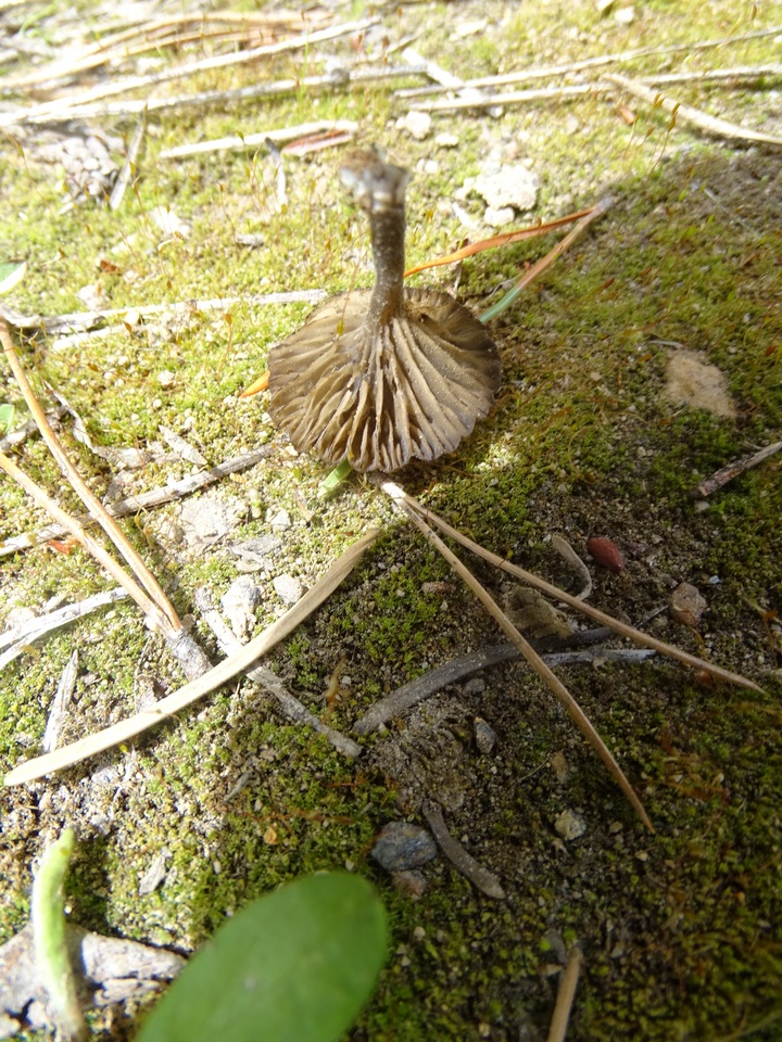 Pseudoomphalina angelesiana image