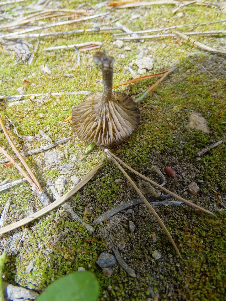 Pseudoomphalina angelesiana image