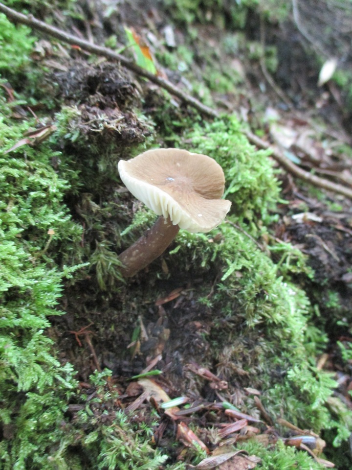 Lactifluus gerardii image
