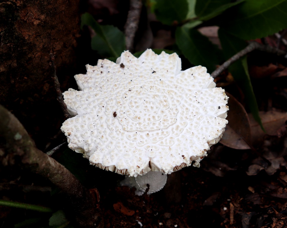 Amanita concentrica image