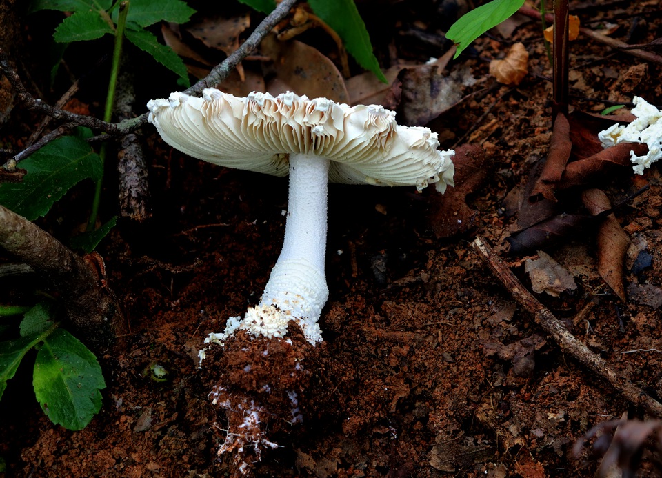Amanita concentrica image