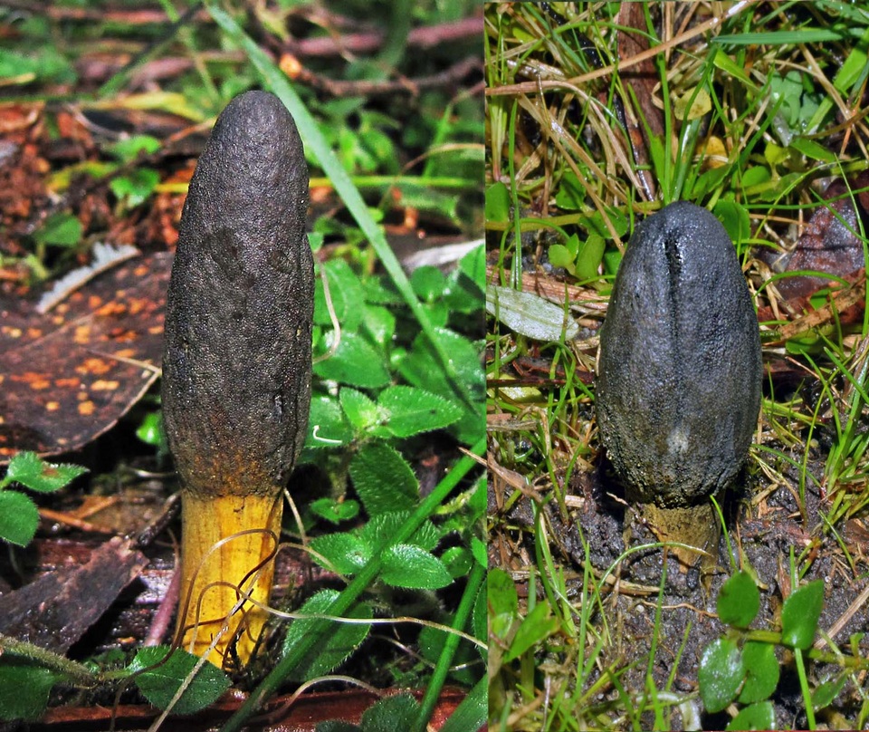 Cordyceps gunnii image