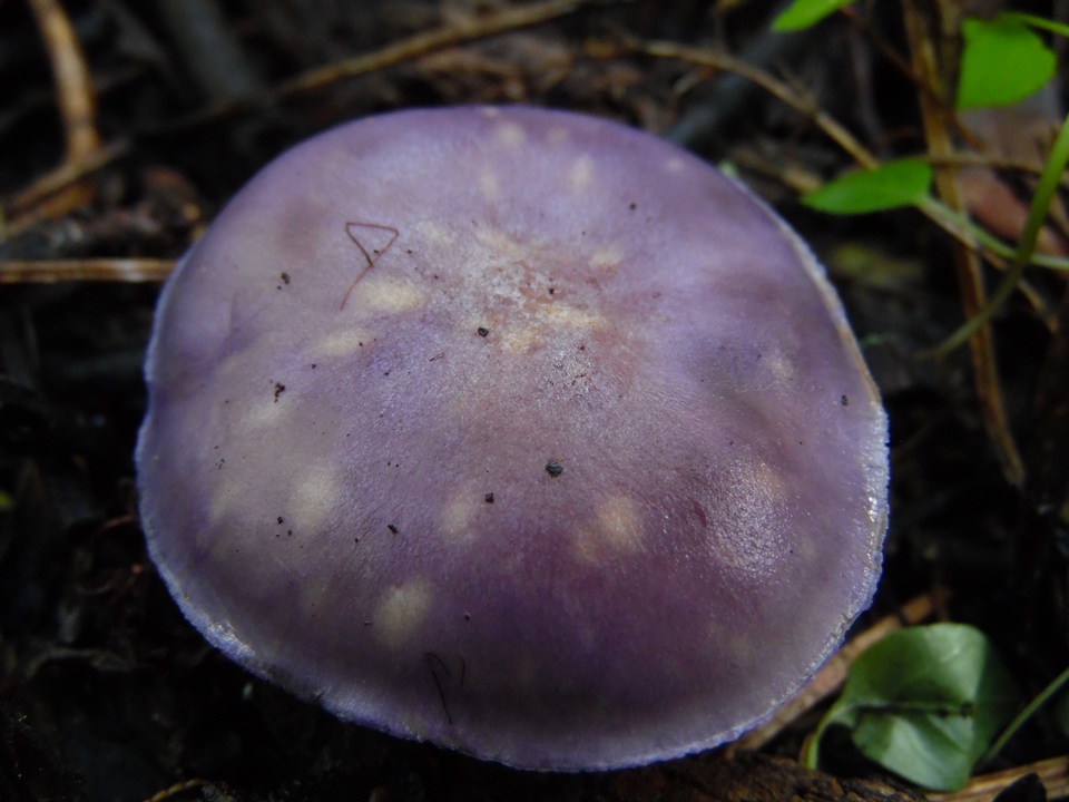 Tricholosporum laeteviolaceum image