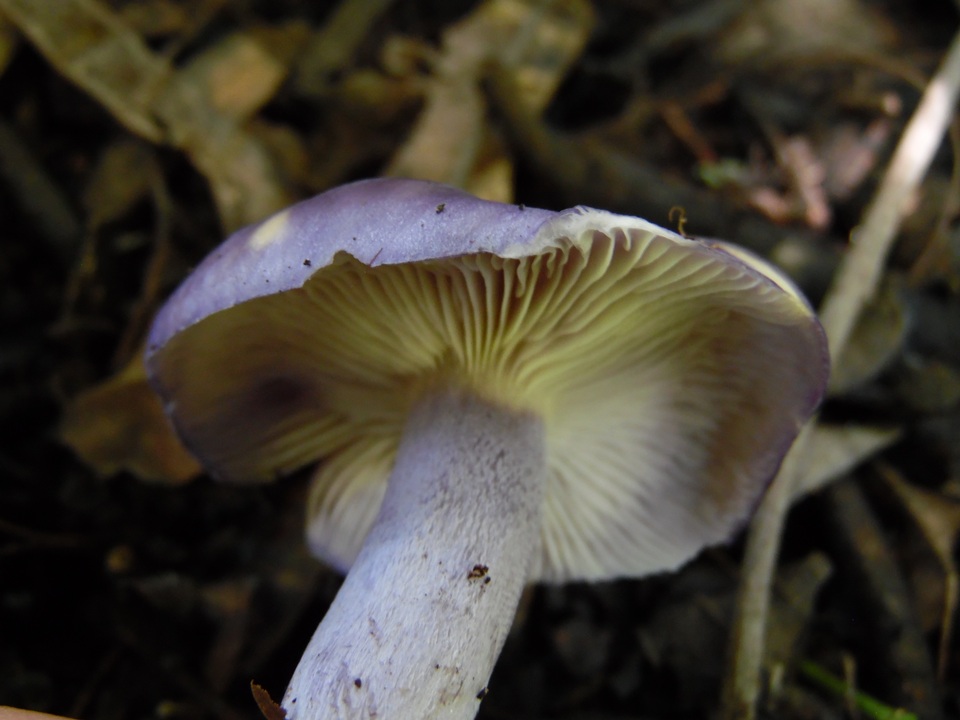 Tricholosporum laeteviolaceum image