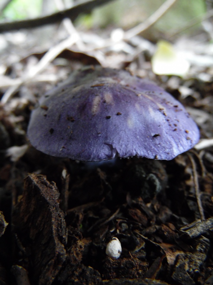 Tricholosporum laeteviolaceum image
