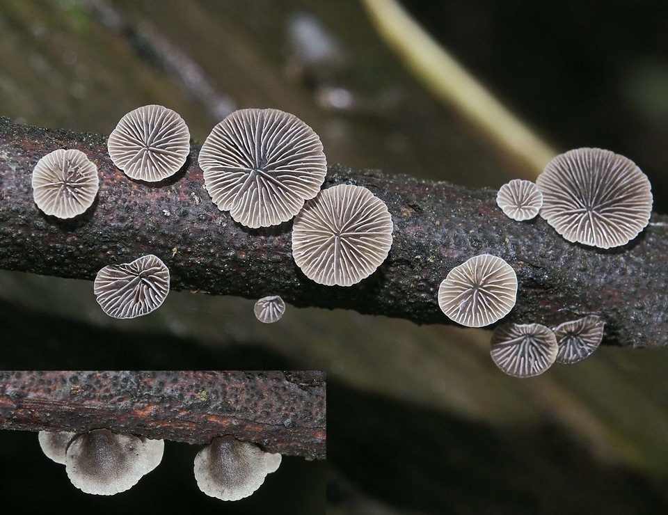 Resupinatus cinerascens image