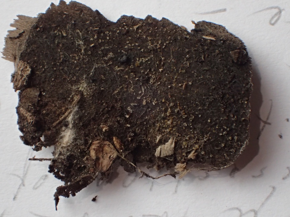 Crocicreas complicatum image