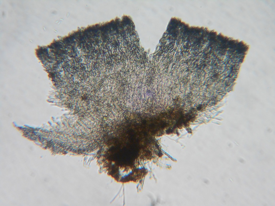 Crocicreas complicatum image