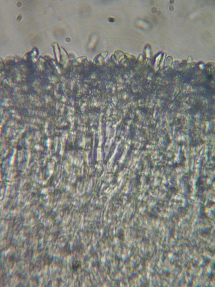 Crocicreas complicatum image