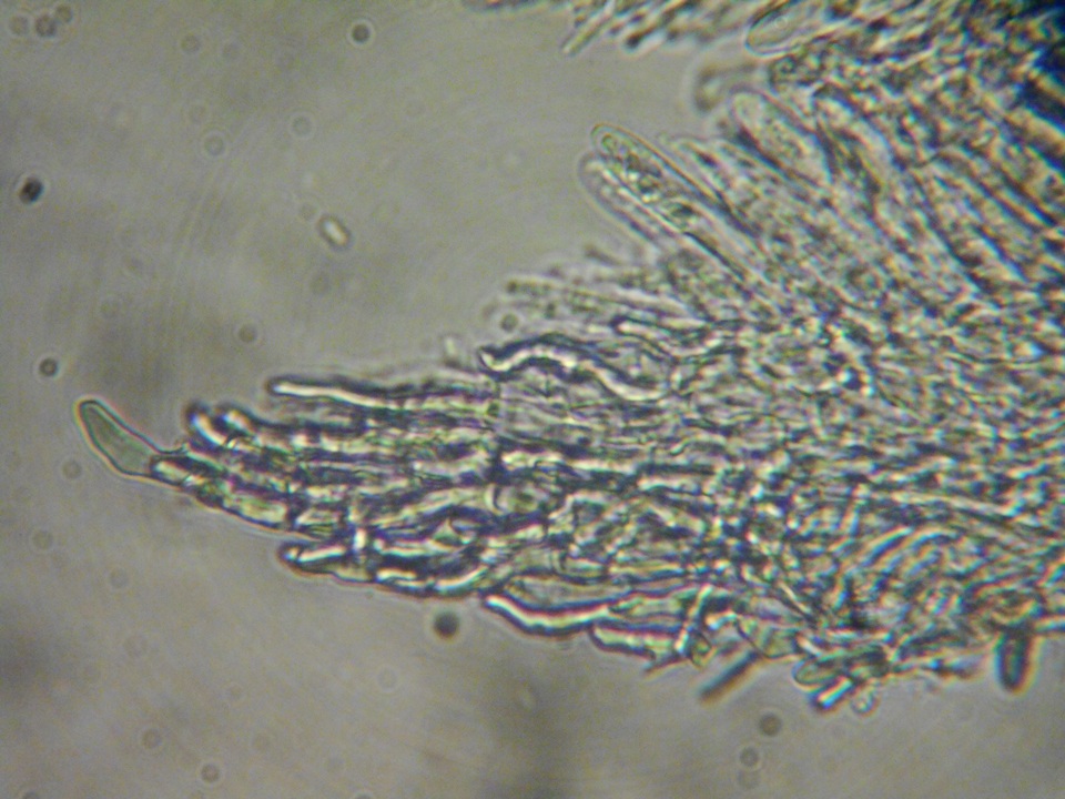 Crocicreas complicatum image