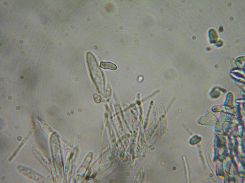 Crocicreas complicatum image