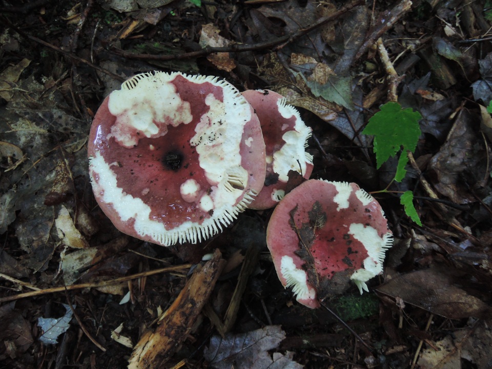 Russula fucosa image