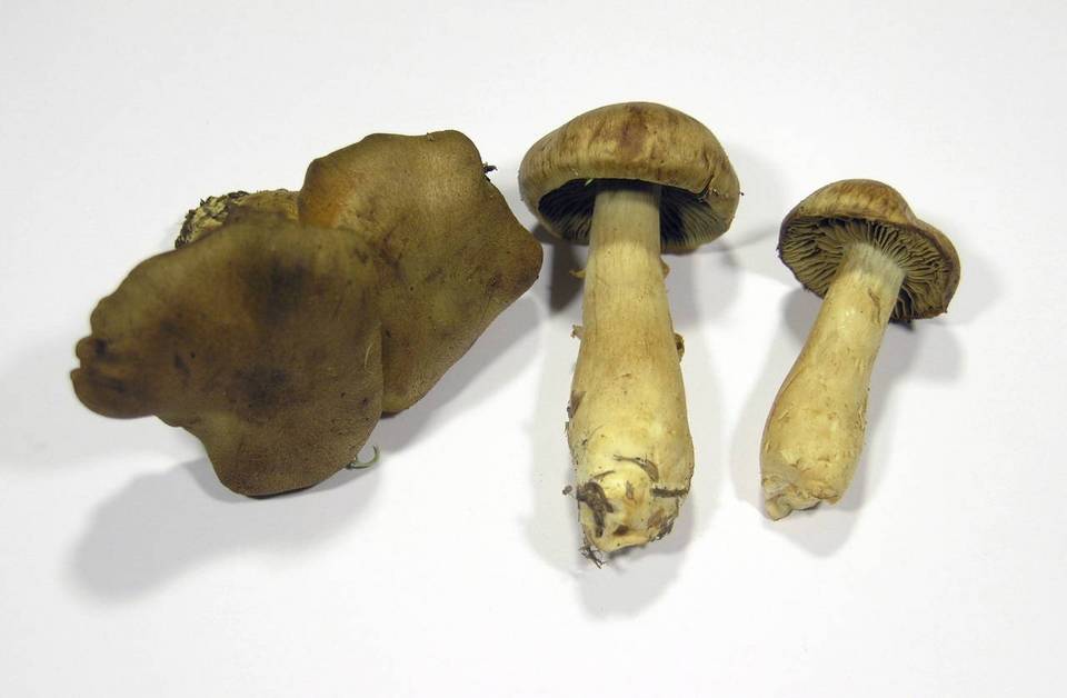 Cortinarius venetus var. venetus image