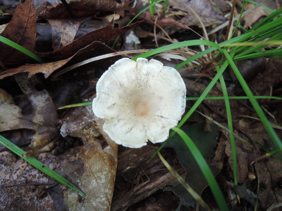 Clitocybe catinus image