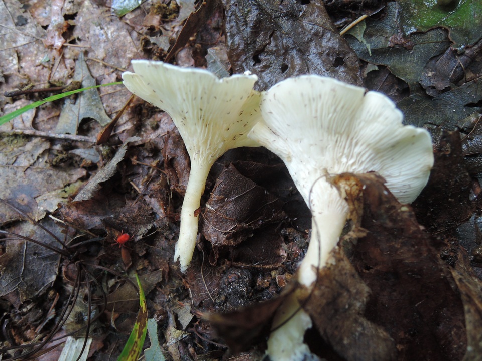 Clitocybe catinus image